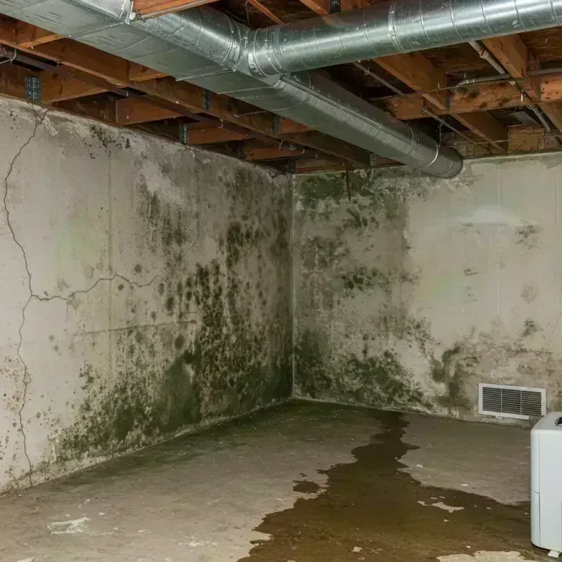 Professional Mold Removal in Wilmington, IL